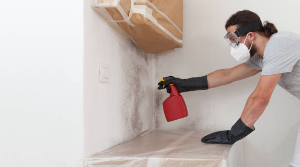 Professional Basement Mold Removal technician working in Leola, PA